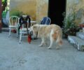 Υιοθέτησε τον σκύλο που βρήκε άρρωστο στα Κουνουπιδιανά Χανίων